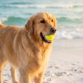 Zeus segurando a Bola do Zeus na praia ao golden hour